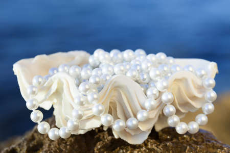 shell with white pearls, selective focusの写真素材