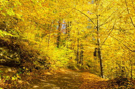 path guiding through beautiful autumn park