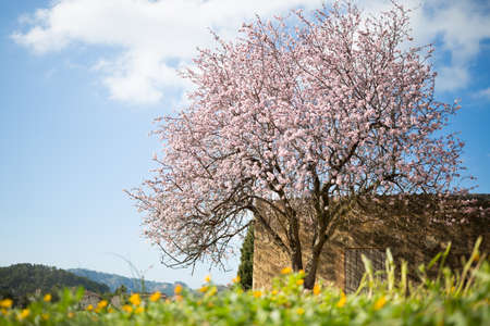 beautiful almond tree in spanish landscape in Majorcaの写真素材