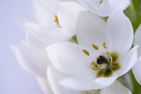 White flowerの写真素材