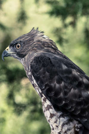 This majestic falcon is concentrated in the following prey in its sightの写真素材