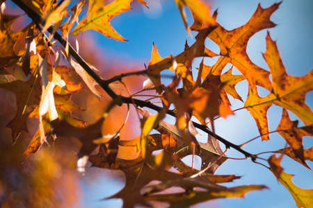 Fall is a great season in the year. The colors making a great contrast with the blue sky are showing...