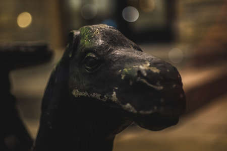 this rusty camel is a friend i found during a cold nightの写真素材
