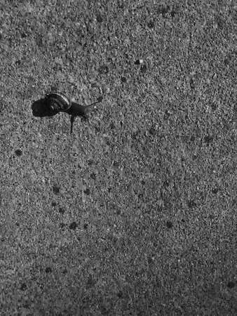 snails are amaizing, they show us that life can be handled in a slow pace