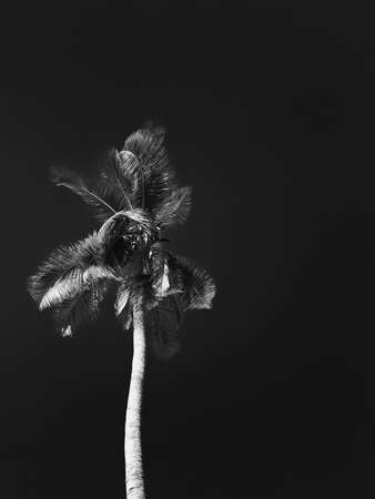 this plam tree is telling us that summer vacations are good for the healthの写真素材