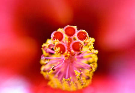 Hibiscusの写真素材