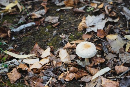 A white mushroom grows in the field between dry leaves and mossの写真素材