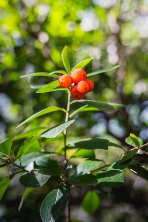 Closeup of the strawberry tree fruits (Arbutus unedo)