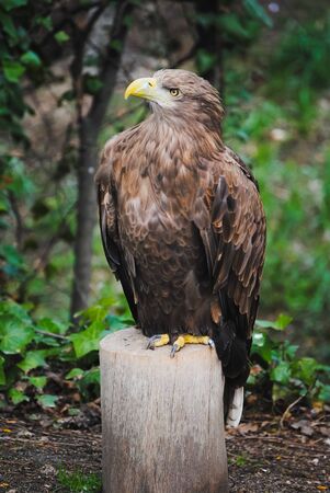 Front color view image of a white-tailed eagle with a yellow beak resting on a trunk and on a green...