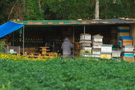 beekeeper working at his workplace, in the middle of nature with flowers and trees.