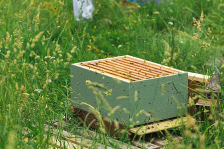 couple of beekeepers in safety suits placing wooden frames in an empty hive in a field of flowers....