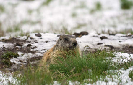 marmot in a snow covered alpine meadowの写真素材