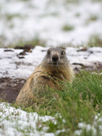 marmot on a snow covered meadowの写真素材