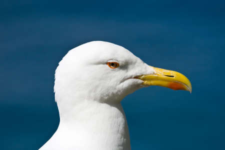 Seagulls standing on a rock near the seaの写真素材