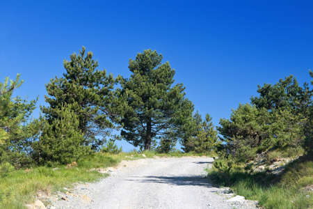 Dirty mountain road under bright blue sky with plants and treesの写真素材