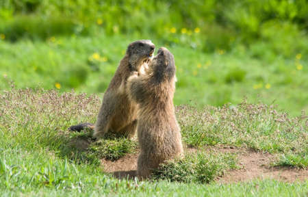 two marmots struggle in a green meadow in Italian dolomitesの写真素材