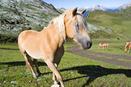 haflinger horse free in a high mountain pasture in italian dolomites, Sudtirolの写真素材