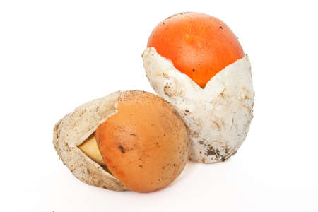 two young Amanita Caesarea mushroom isolated on white backgroundの写真素材