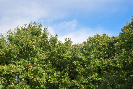 autumnal landscape with chestnut tree wood in Liguria, Italyの写真素材
