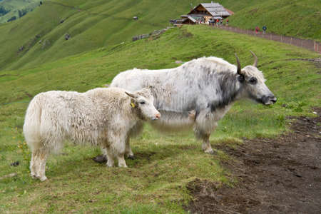 two white yaks on a pasture in italian alpsの写真素材