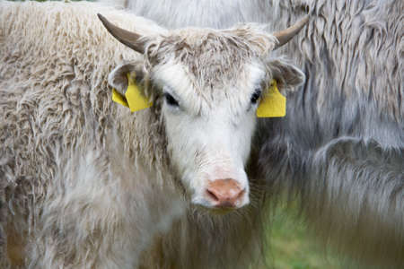 two white yaks on a pasture in italian alpsの写真素材