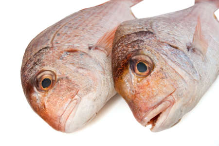 two pink sea bream (pagellus) isolated on white の写真素材