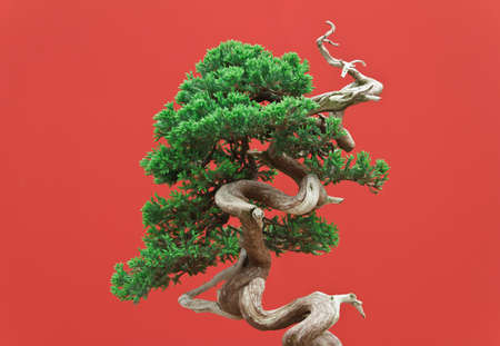  juniper bonsai over red backgroundの写真素材