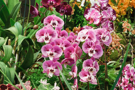 group of pink and purple Phalaenopsis orchid flowersの写真素材