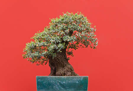 very old Zelkova bonsai over red backgroundの写真素材