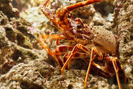 closeup of red lobster between rocks under water の写真素材
