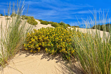 flowered bush in Piscinas dune southwest Sardinia Italyの写真素材