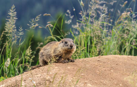 baby marmot stands on the ground in alpine meadow, Trentino, Italyの写真素材