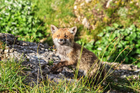 small Red Fox in Alpine meadow at the edge of a forestの写真素材