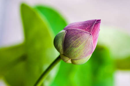 Blossom pink lotus flower.の写真素材
