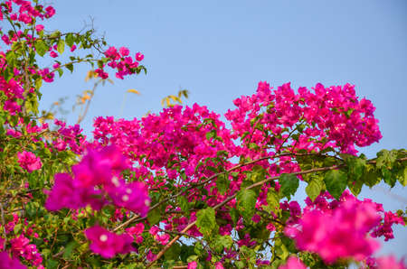 Beautiful pink flower outdoor.