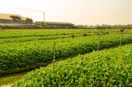 Gardeners collects vegetables in the gardenの写真素材