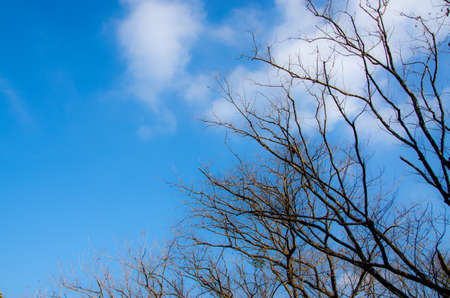 beautiful trees in the deciduous season in park with blue sky background.の写真素材