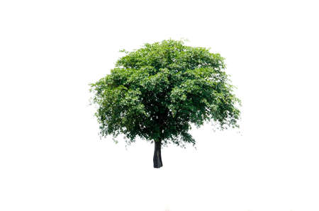 Tree isolated on white background.の写真素材