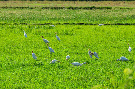 Herd of egret in green meadow.の写真素材