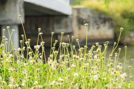 Flower grass next to the canal.の写真素材