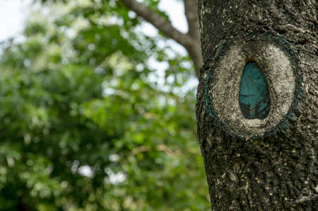 wound of the tree caused by pruning.