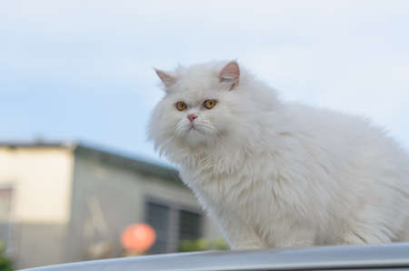 The white cat sits on the roof of the car parked outside.の写真素材