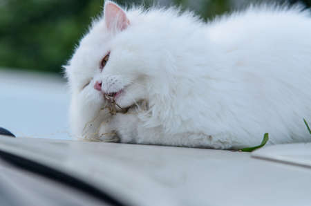 White cat is eating the favorite plant root.の写真素材