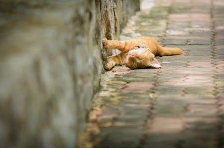 Cat sleeping on the walkway.の写真素材