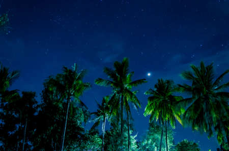 Coconut tree and night sky with starの写真素材