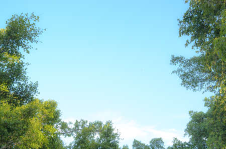 Fresh green tree with blue sky with clouds.の写真素材