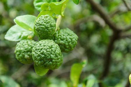 Fresh green kaffir lime on the tree in the garden.の写真素材