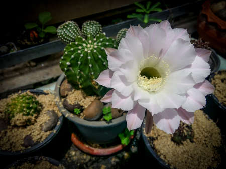 white cactus blooming flowersの写真素材