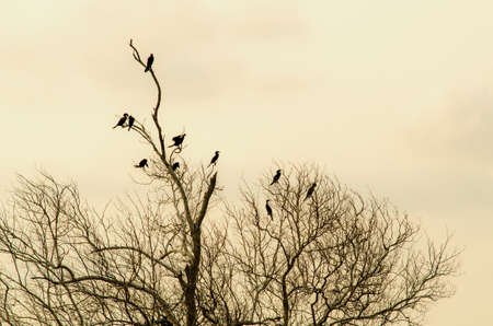 birds are on a dead branch with a clear sky background.の写真素材
