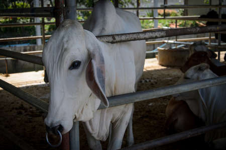 White cow standing in a stable